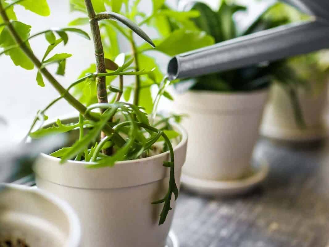 balcony garden