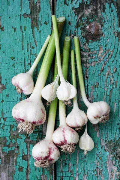 garlic 400x600 1 jpg