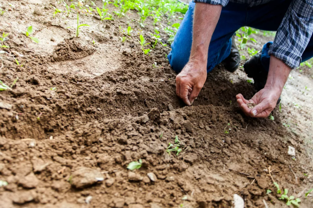 Homemade compost tea recipe for organic gardening