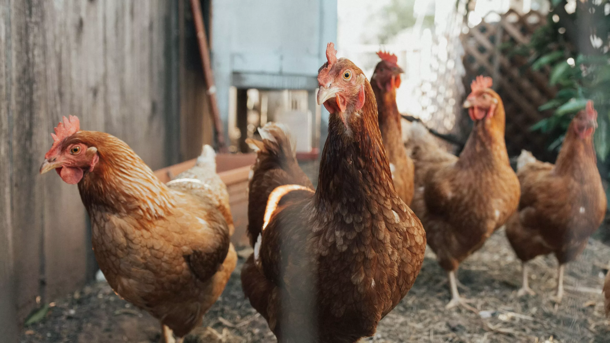 Can Chickens Eat Banana Peels?