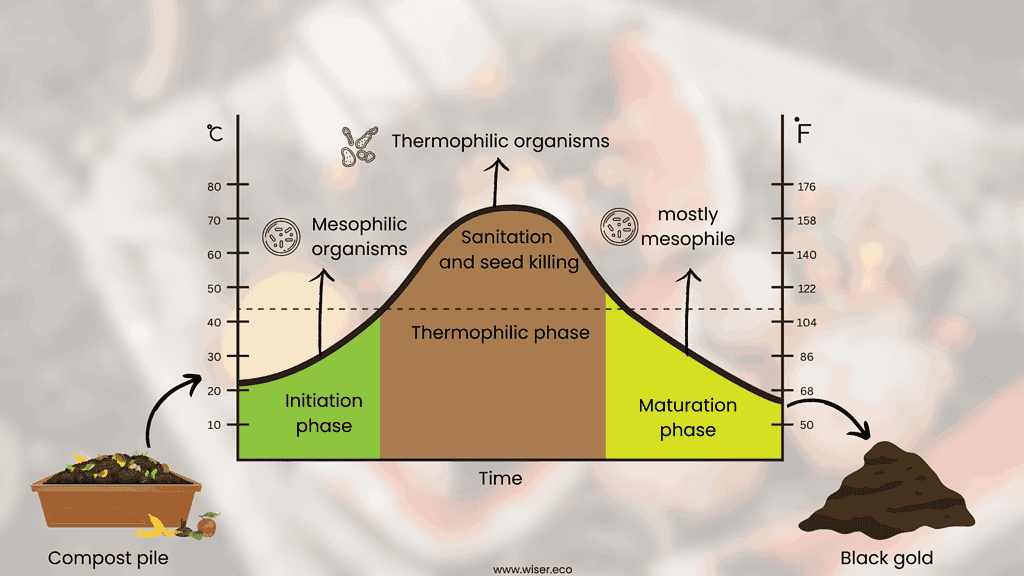 Thermal Phases of Aerobic Composting