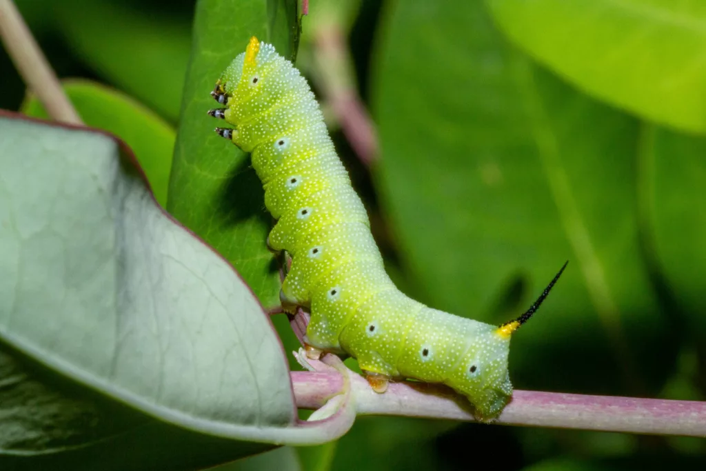 What do worms eat in a compost pile?