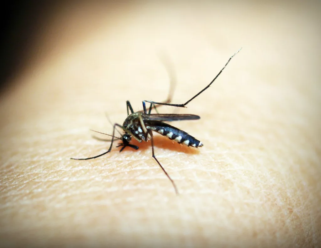 Non-toxic ways to repel mosquitoes