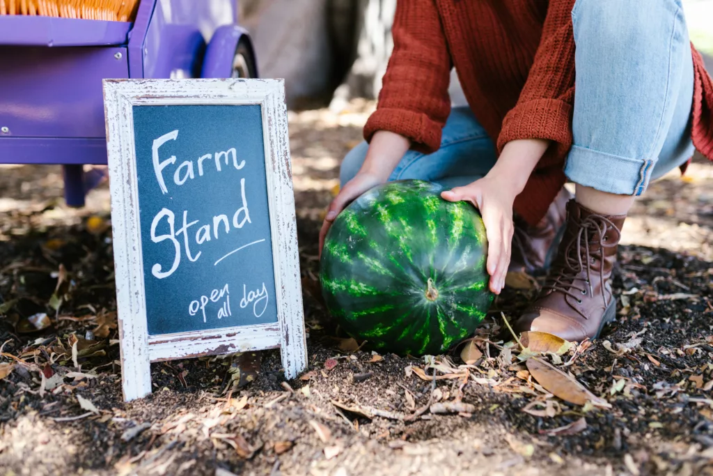 Watermelon season timing and duration