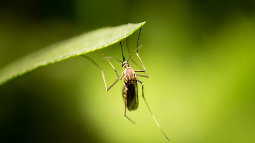 Do Bubbles Keep Mosquitoes Away?