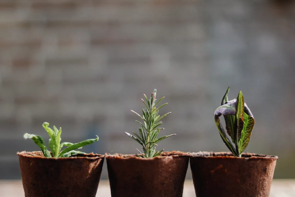 Eco-Friendly Cooking Practices