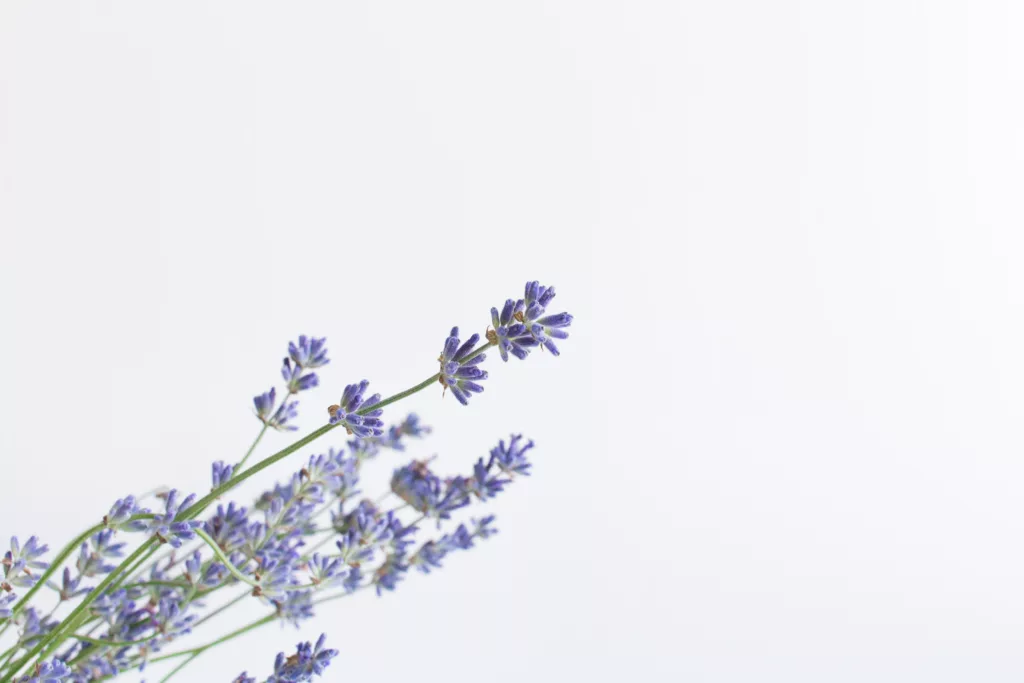 Lavender Oil