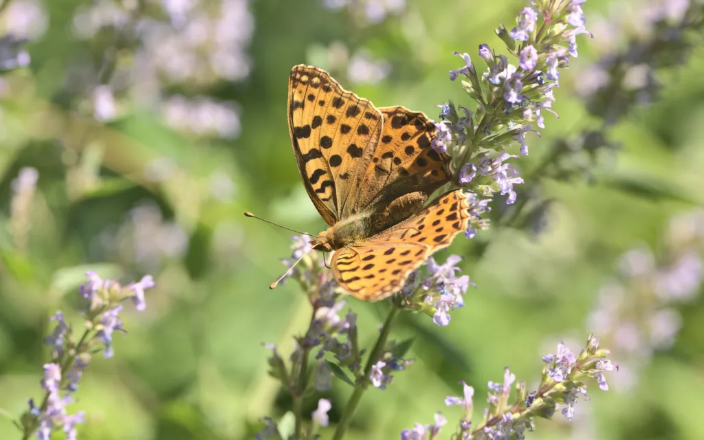 Catnip - Fly repellant plant