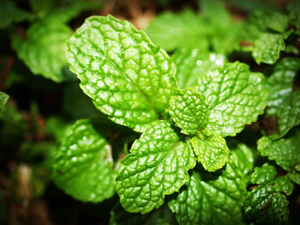 Mint - Fly repellant plant