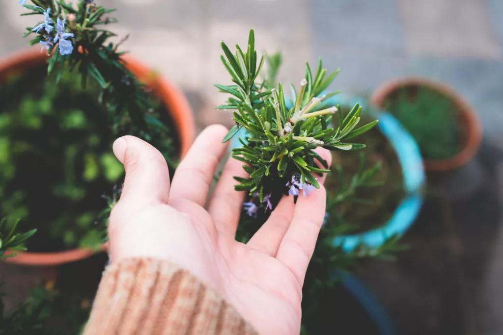 Rosemary- Fly repellant plant