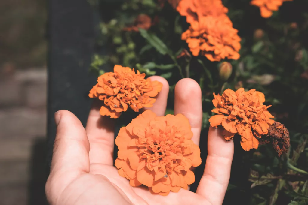 Marigold - Fly repellant plant