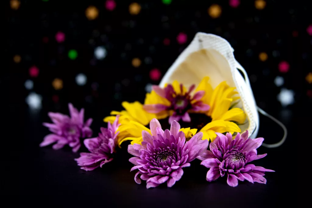 Chrysanthemums - Fly repellant plant