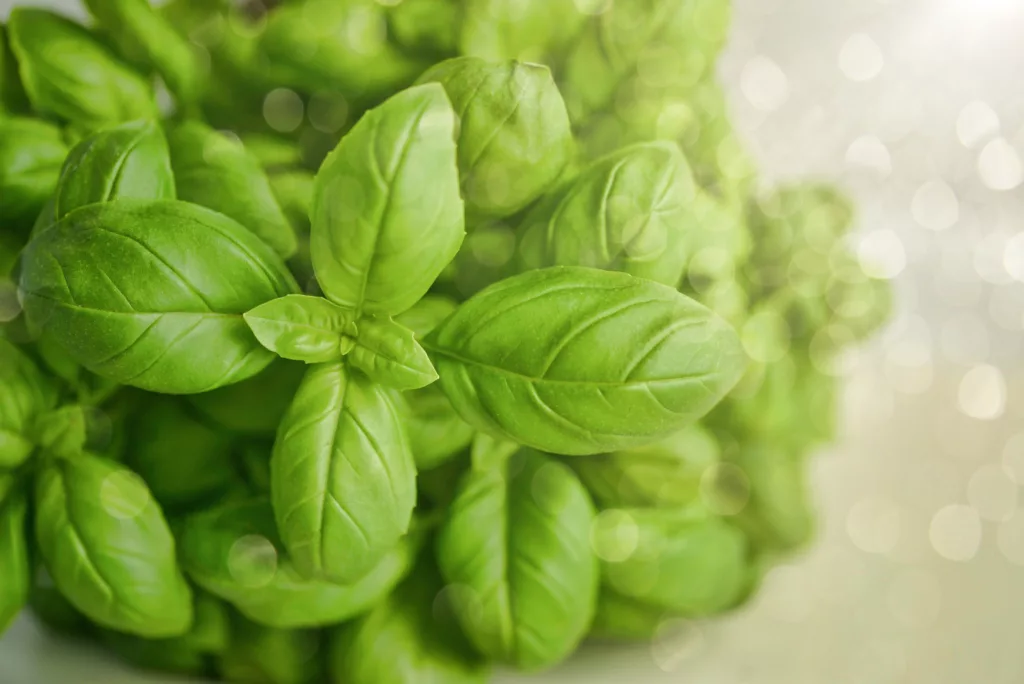 Basil - Fly repellant plant