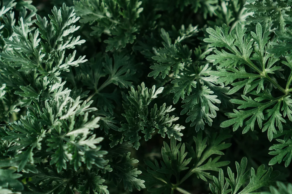 Wormwood - Fly repellant plant