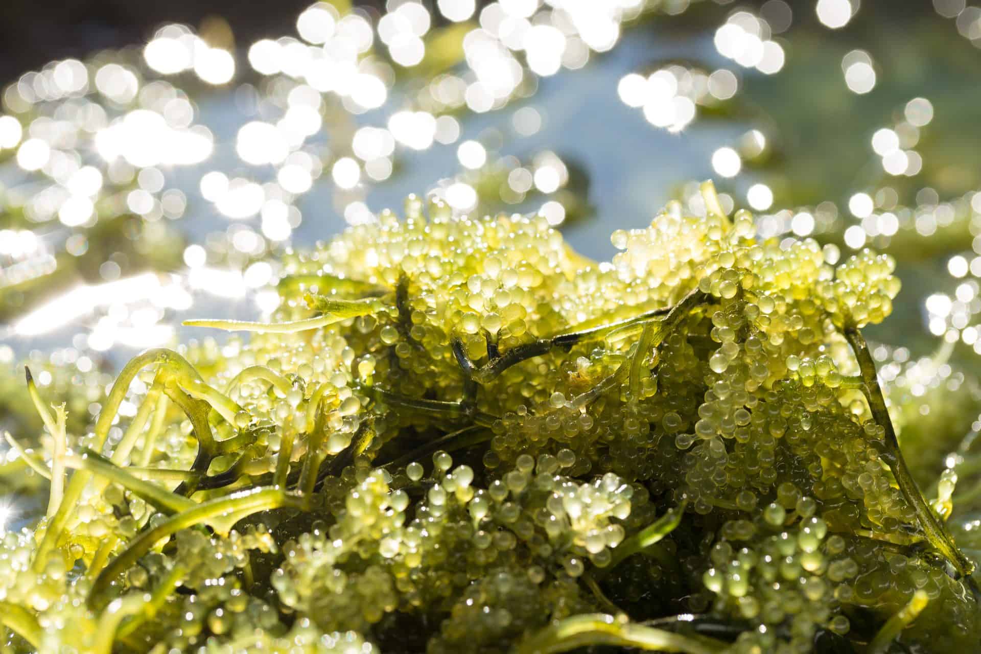 sea moss