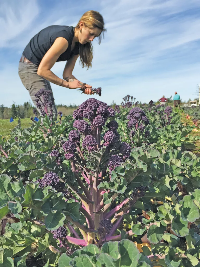 Purple broccoli vs. green broccoli