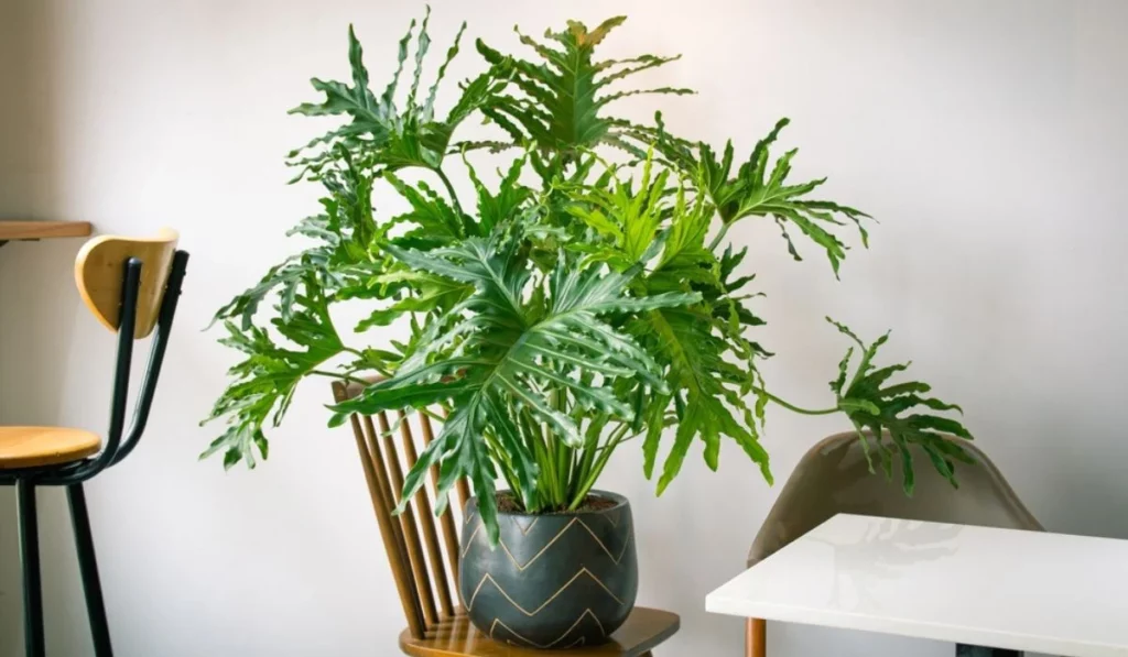 Philodendron