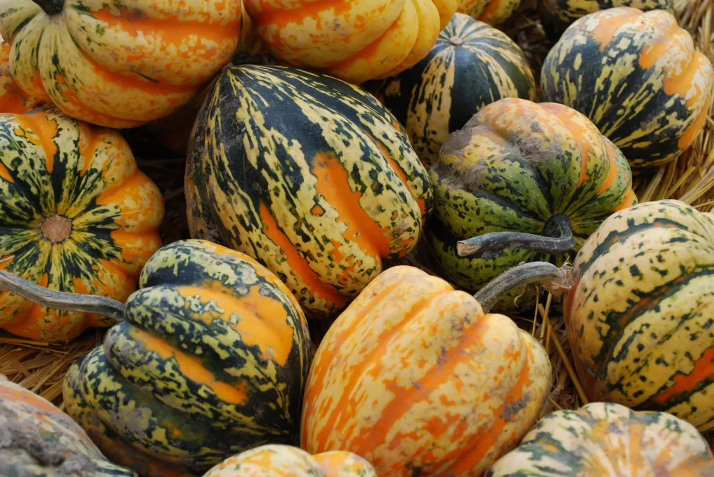 Can you eat acorn squash skin