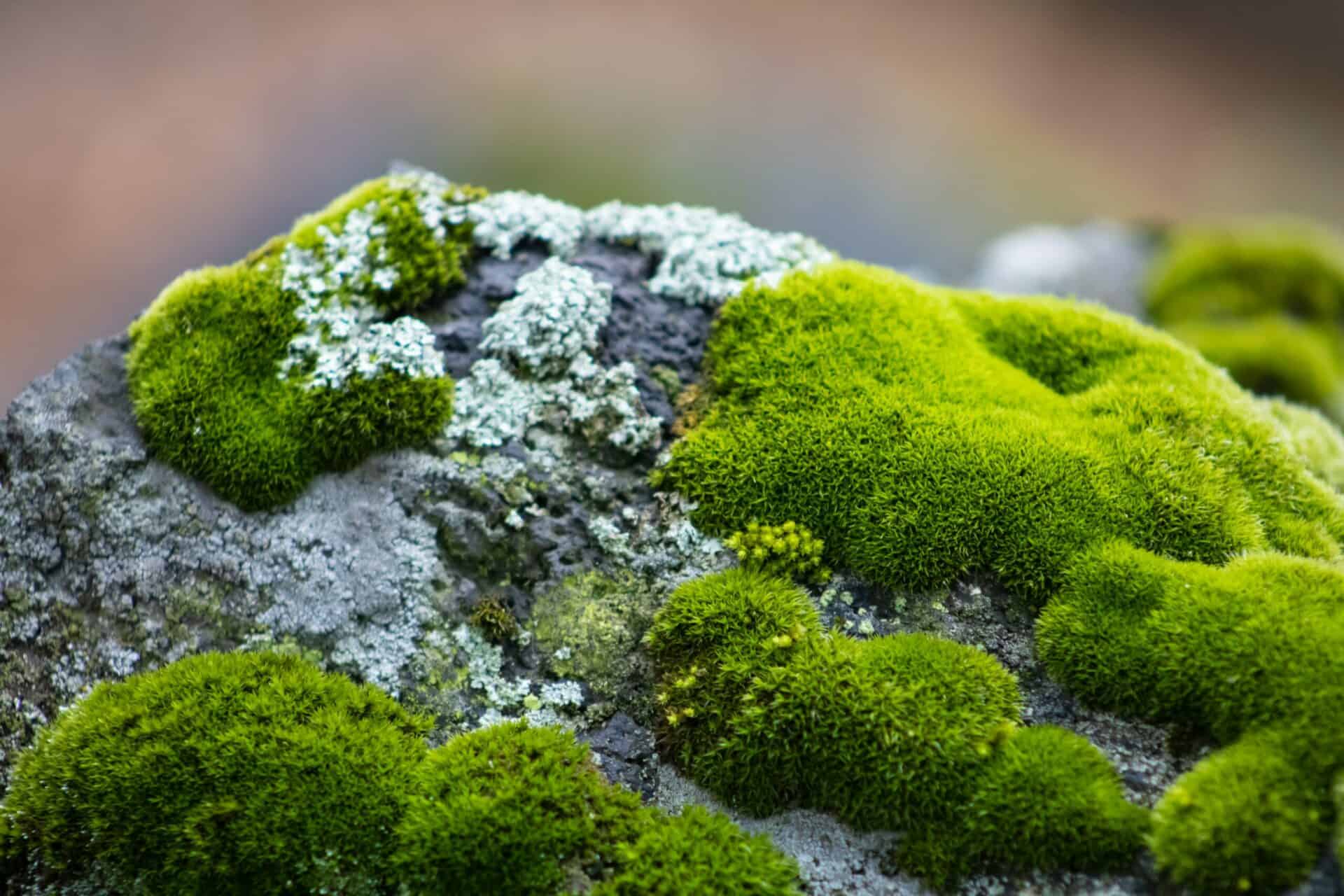 moss bath mats