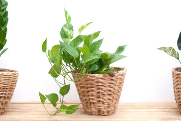 Pothos (Epipremnum aureum)