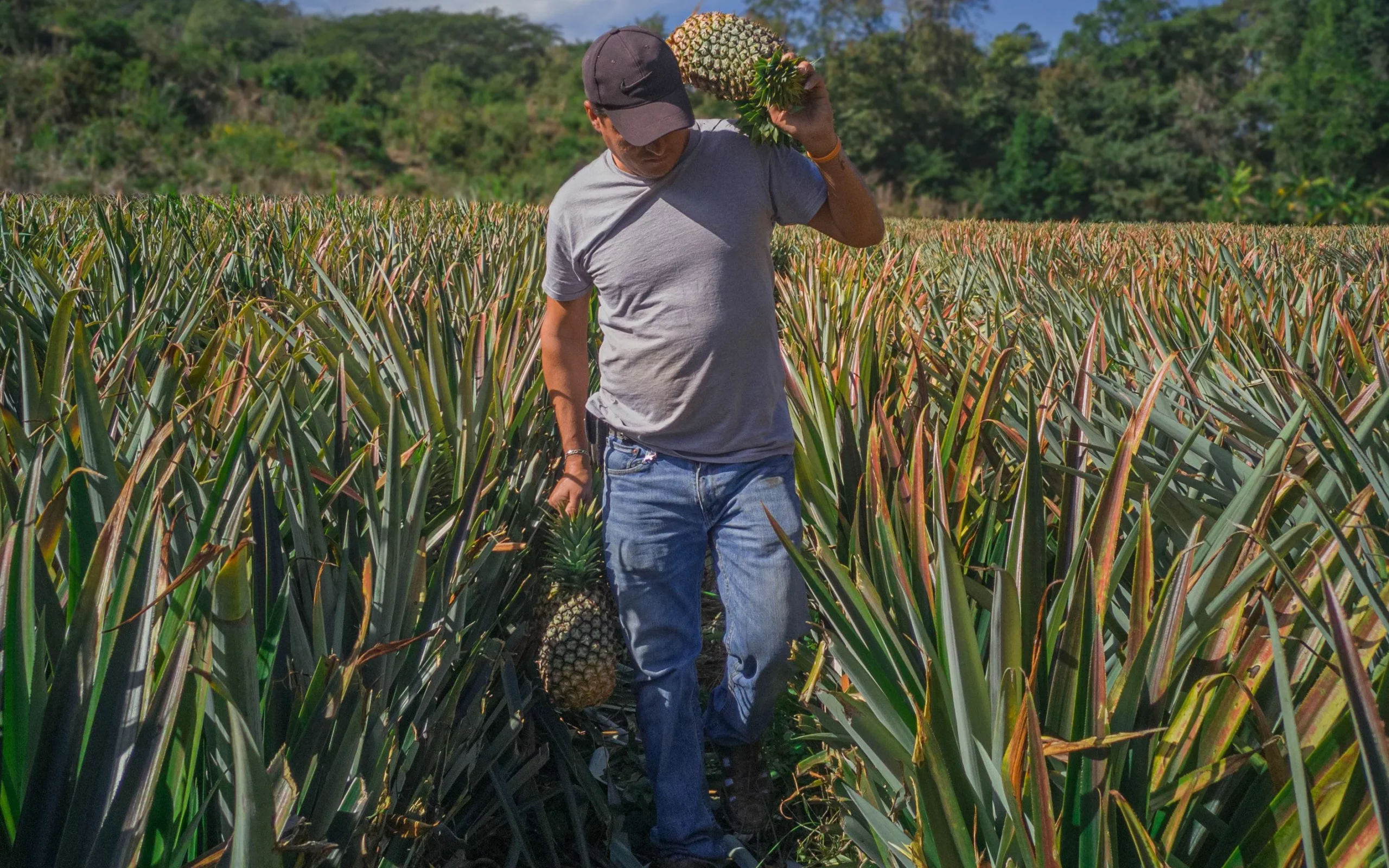 Grow Your Own Pineapple