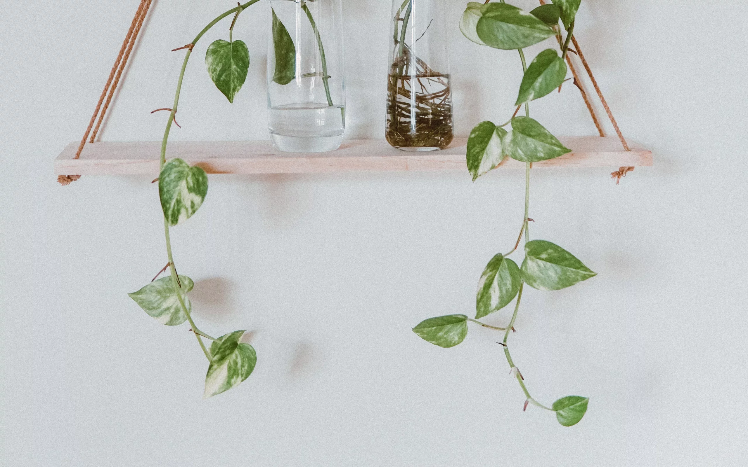 Why Vine House Plants?