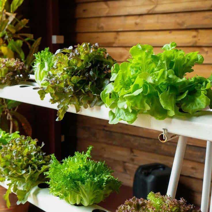 Lettuce Grow Farmstand