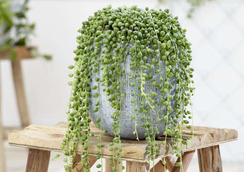 String of Pearls (Senecio rowleyanus)