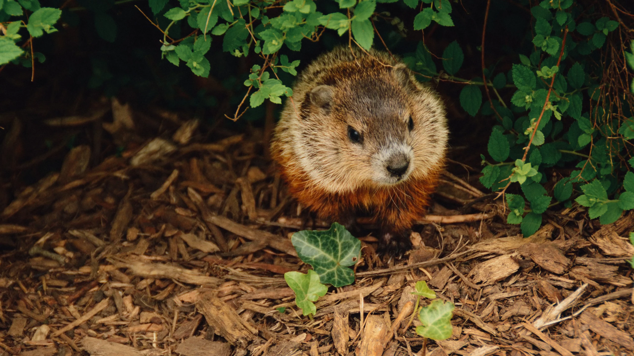 groundhog poop