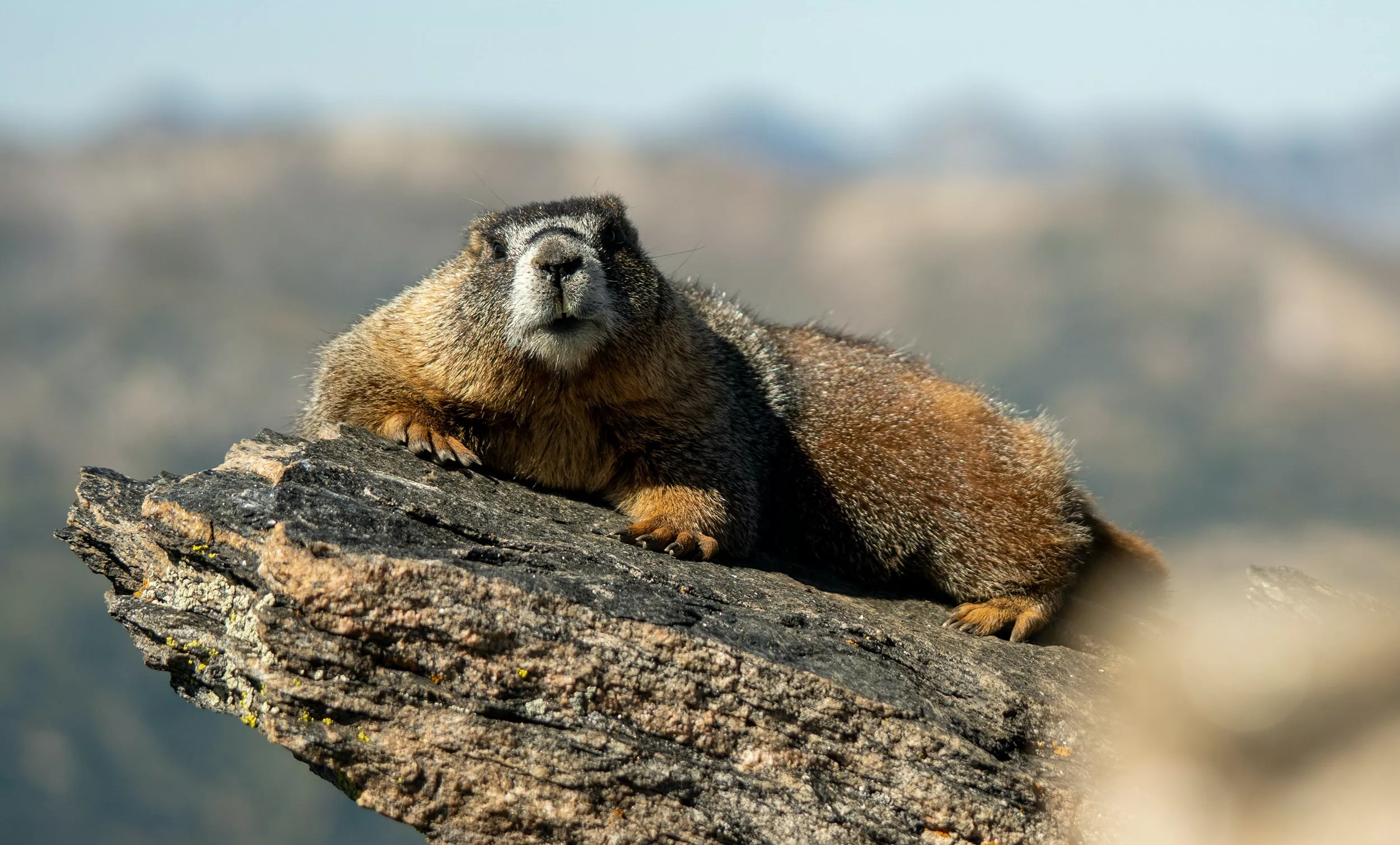 Groundhog Poop