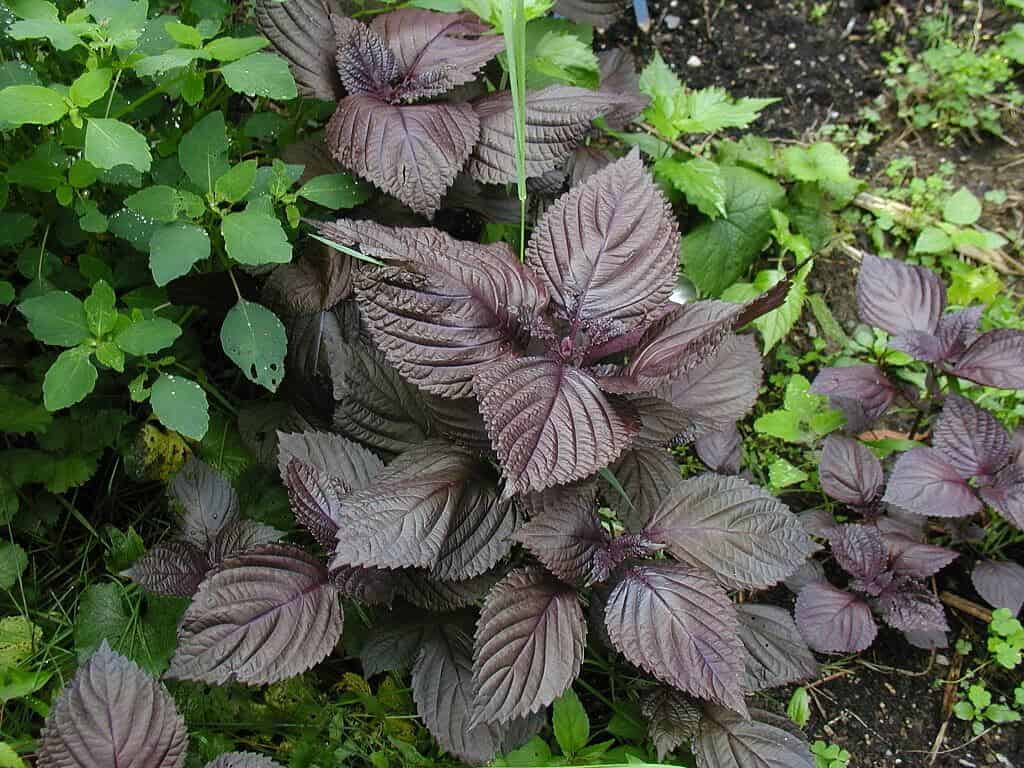 Health benefits of Shiso Leaf in cooking