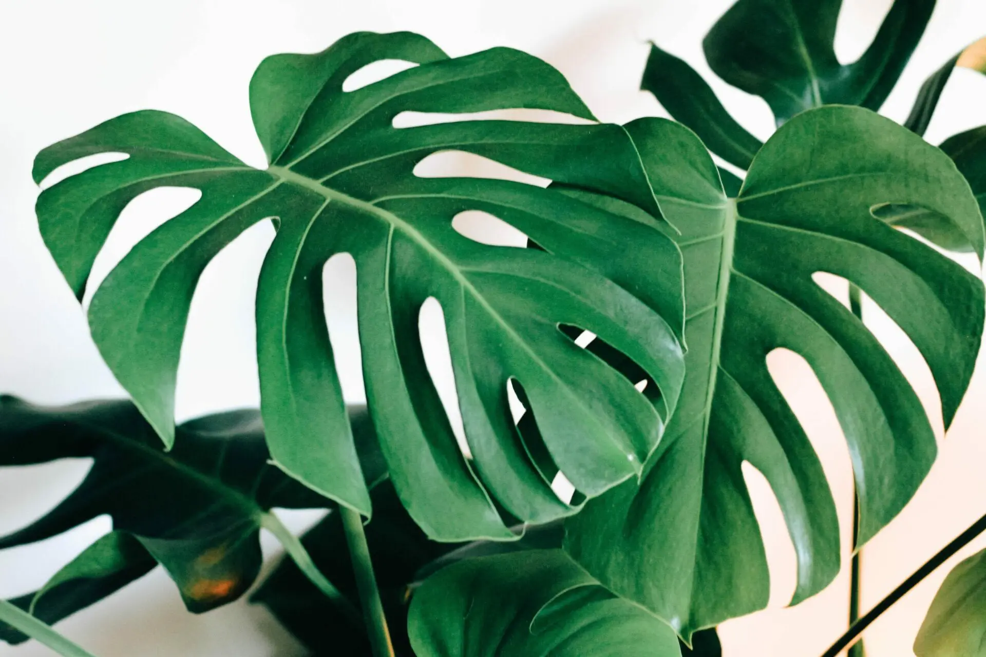 Mastering Monstera 101