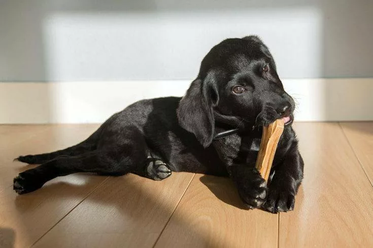 Why do dogs love bones?