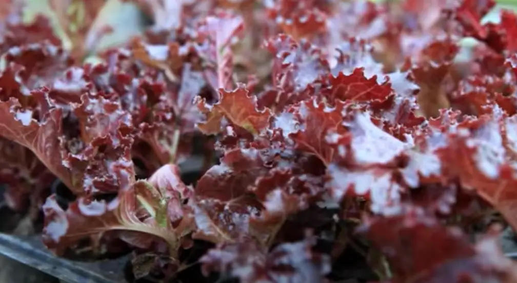 Purple Lettuce Revolution