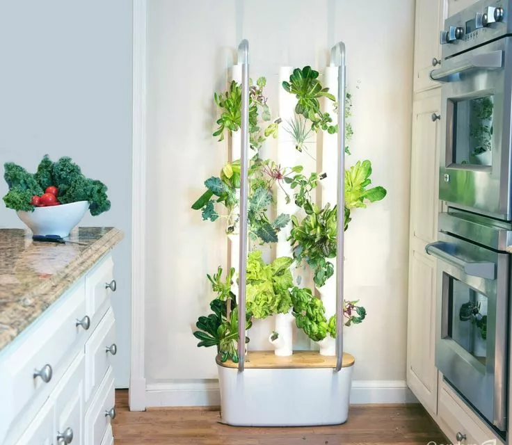 Best Indoor Hydroponic Systems for Beginners