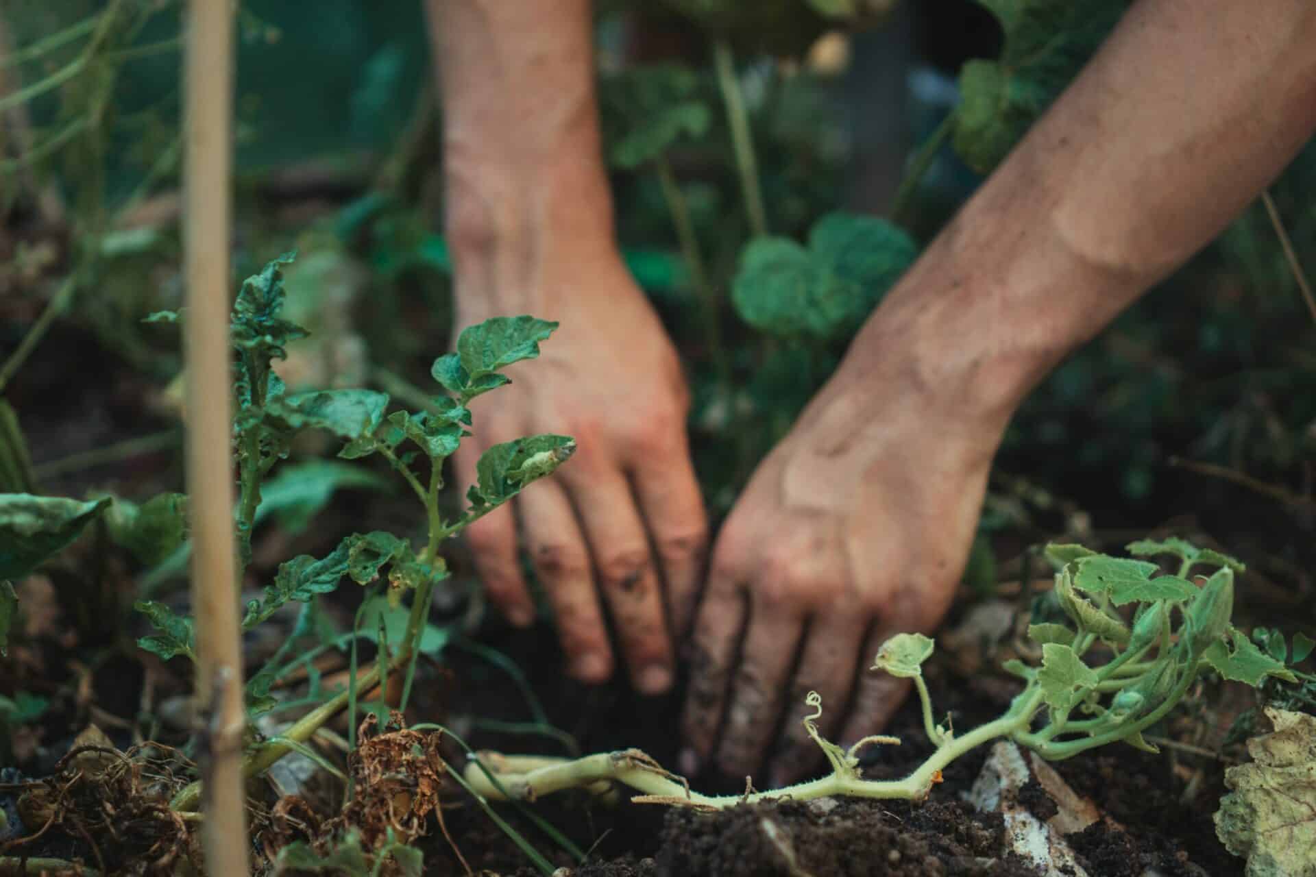 Best Eco-Friendly Weed Killers