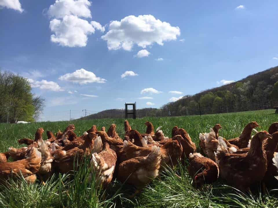 What are pasture-raised eggs?