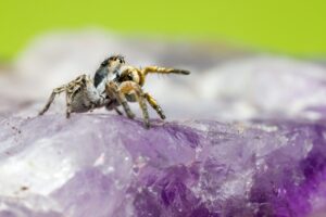 Jumping spiders