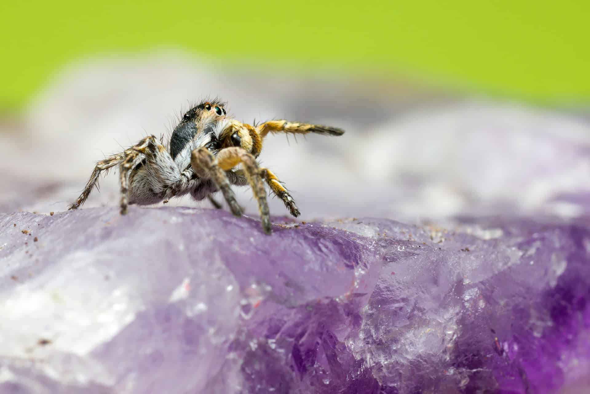 Are Jumping Spiders Friendly Creatures? Here’s What The Leading Experts Say