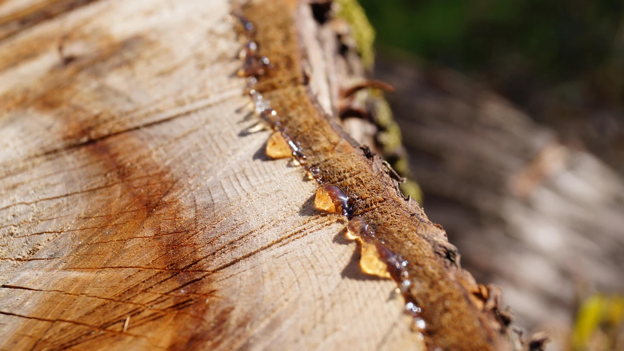 How to remove tree sap stains from clothing?