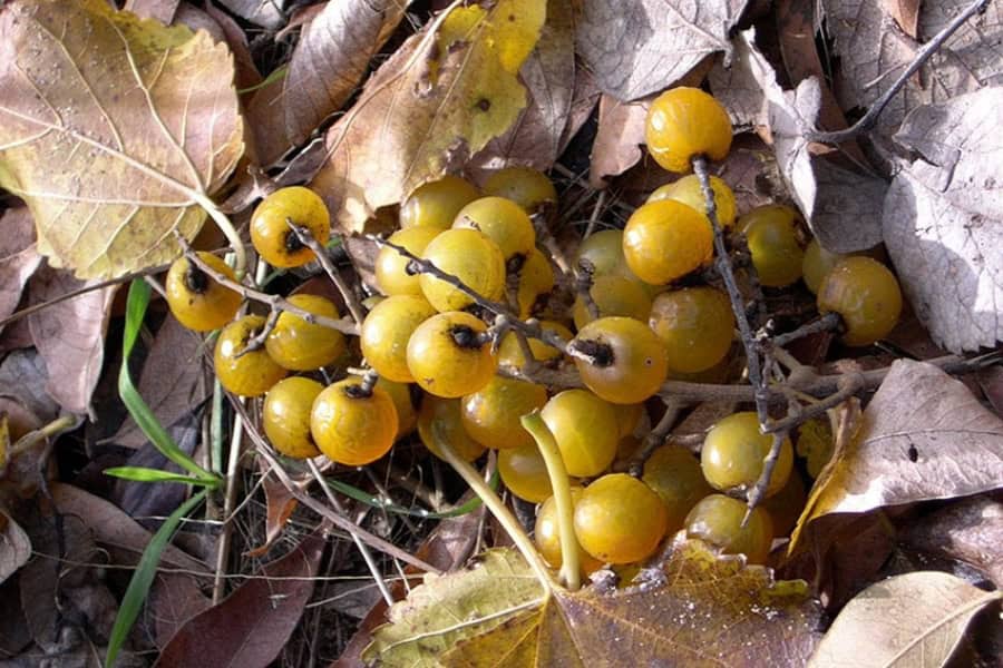 What Are Soap Nuts?