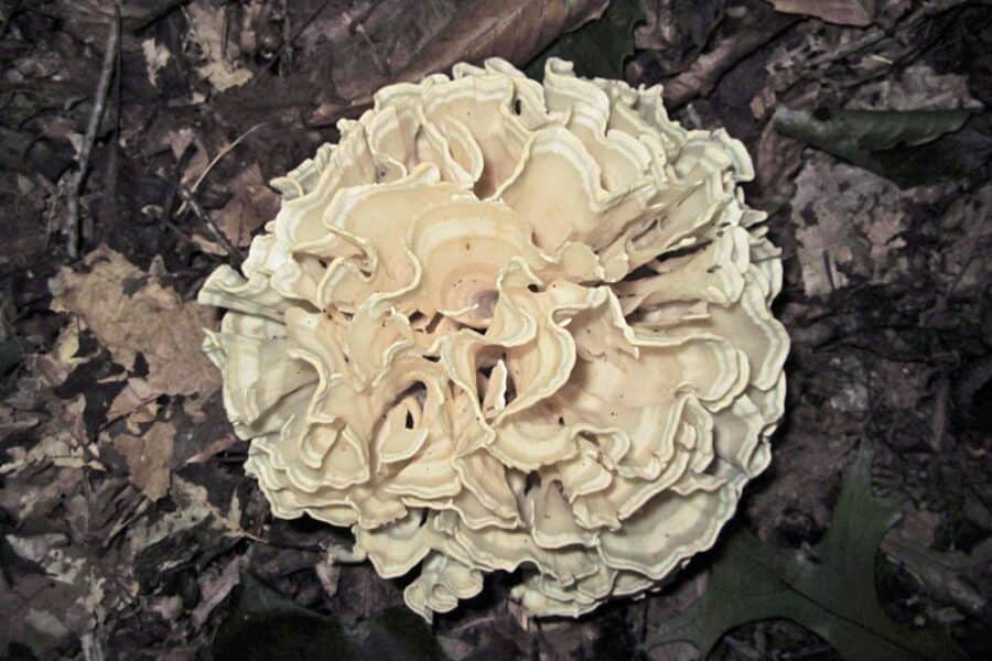 cauliflower mushroom