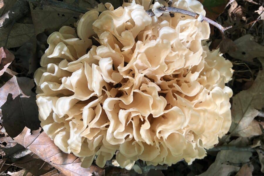 cauliflower mushroom