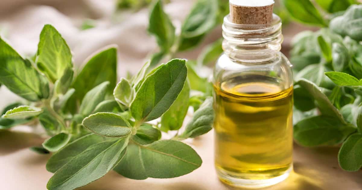 how to make oregano oil