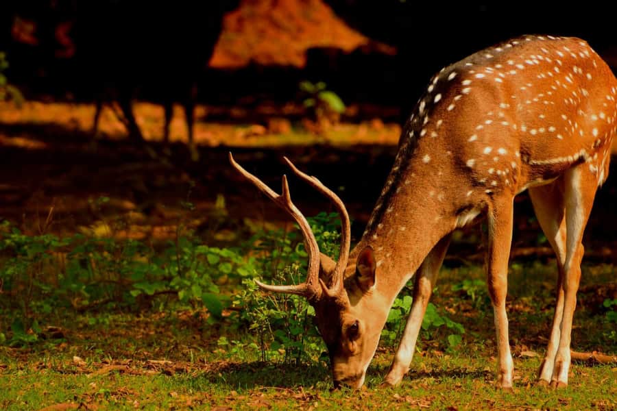 Do Deer Eat Pumpkins