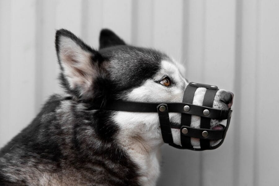 Alternative to Dog Cones - Muzzle