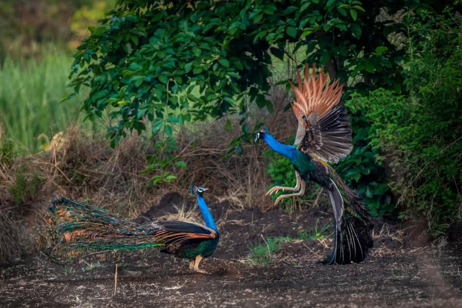 Peacock Calls 