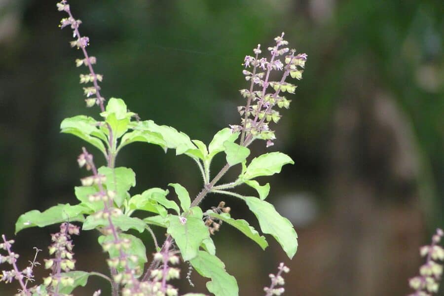 What Are Basil Flowers?