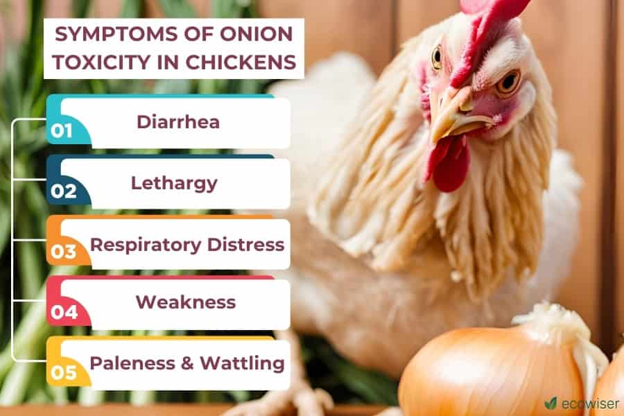 Symptoms of Onion Toxicity in Chickens