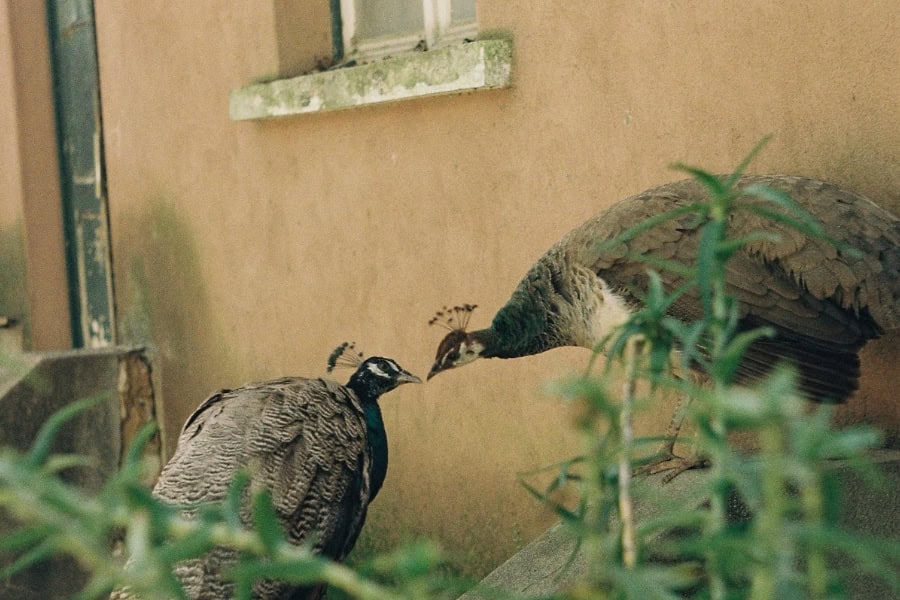 Peacock Calls 